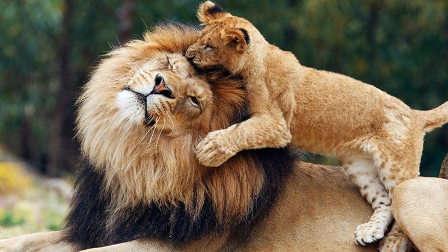 Lejon, Panthera leo