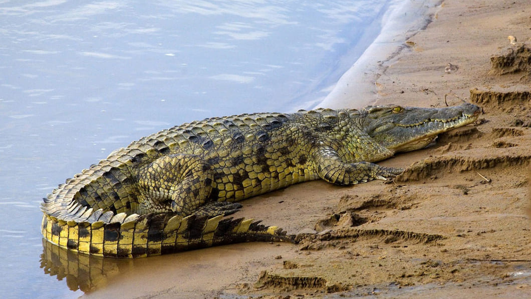 Nilkrokodil, Crocodylus niloticus